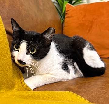 Photo of Kit Kat
