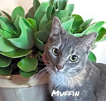 Photo of Muffin