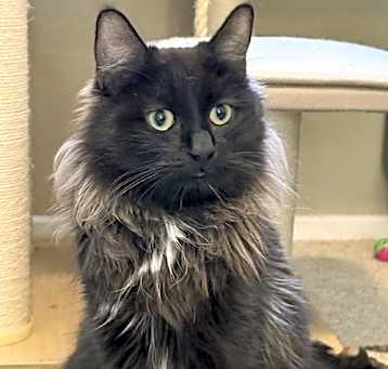 Photo of Shadow