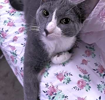 Photo of Dipper