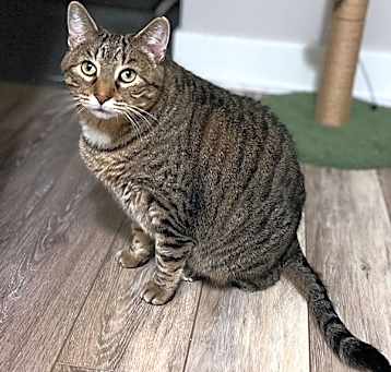 Photo of Buddy -- Bonded Buddy With Boris