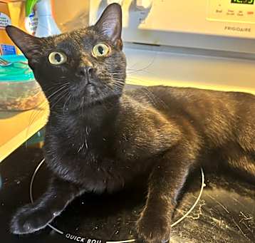 Photo of Milo