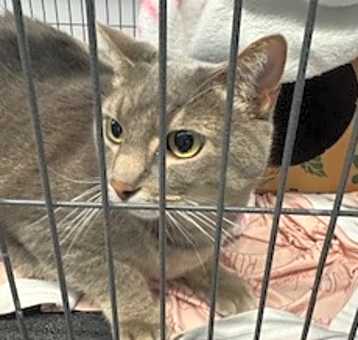 Photo of Periwinkle