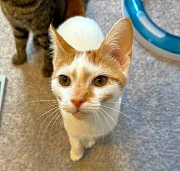 Photo of Chokeberry *Sponsored Adoption Fee*