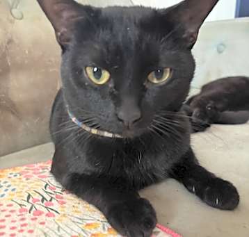 Photo of Toothless