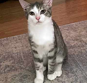 Photo of Neko