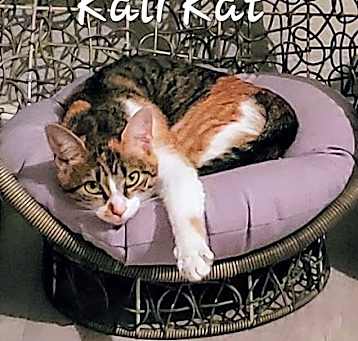 Photo of Kali Kat #tiny-tempest