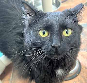 Photo of Derby - $20 SHY CAT SPECIAL
