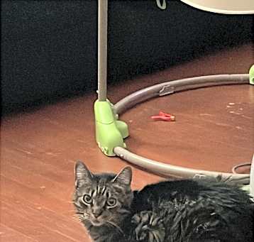 Photo of Lola