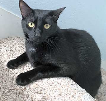 Photo of Ace
