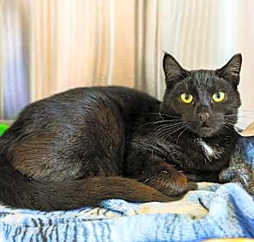 Photo of Asher (Bonded with Ashley)