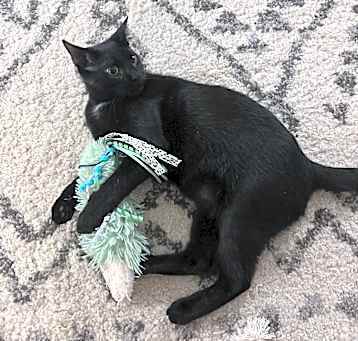 Photo of Scat