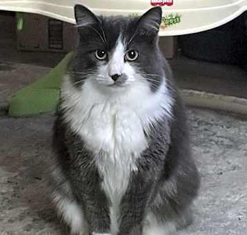 Photo of Kya (Mamas)