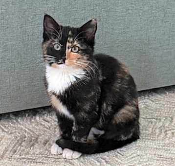 Photo of Pumpkin