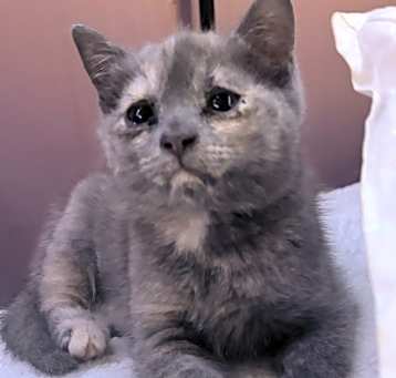 Photo of Peanut