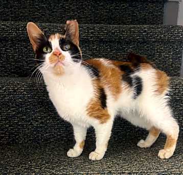 Photo of Poppy