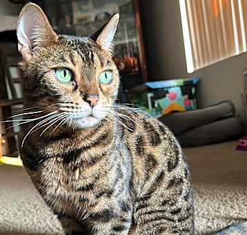 Photo of Pancake