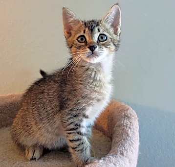 Photo of Almond
