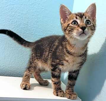 Photo of Pecan