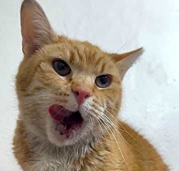 Photo of Tangerine