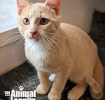Photo of Garfield