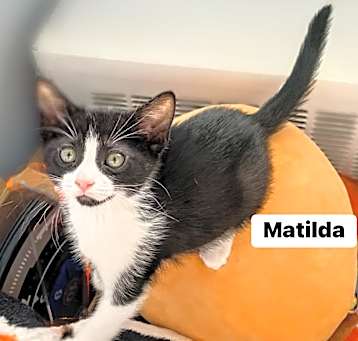 Photo of Matilda