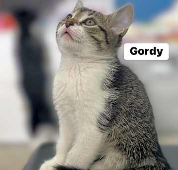 Photo of Gordy