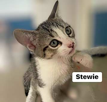 Photo of Stewie