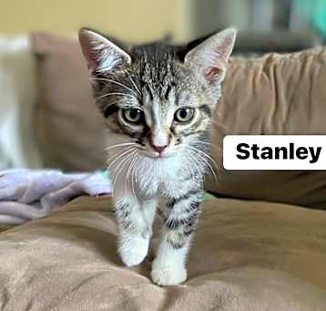 Photo of Stanley