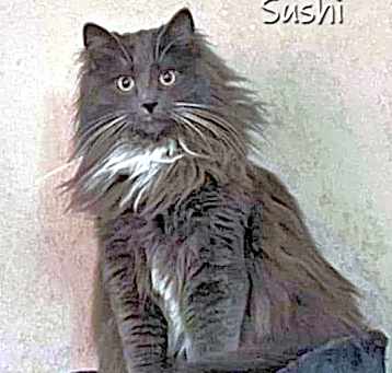 Photo of Sushi