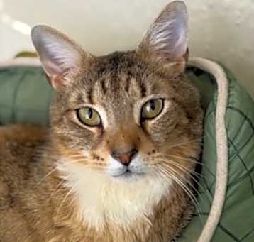 Photo of Toby