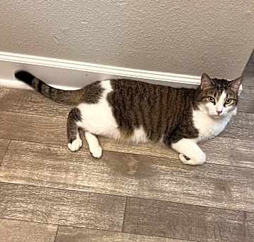 Photo of Geppetto