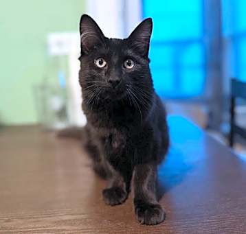 Photo of Mango