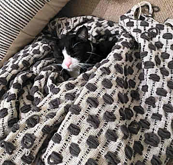 Photo of Aiko