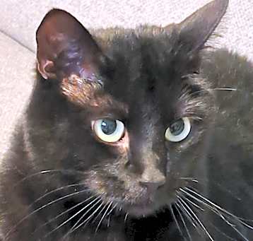 Photo of Rosie