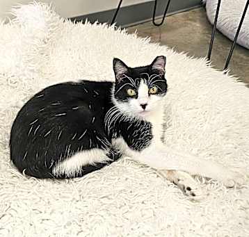 Photo of **Cat Cafe** Pebble