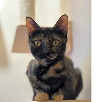 Photo of Emery