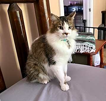 Photo of Toby