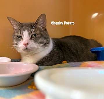 Photo of Chonky Potato