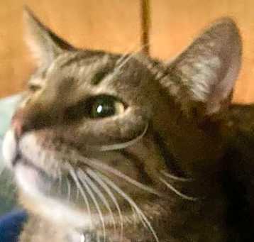 Photo of Zonk