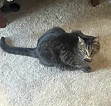 Photo of Miles