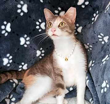 Photo of Daisy Boo