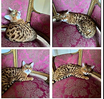 Photo of Armani