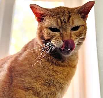 Photo of Marmalade
