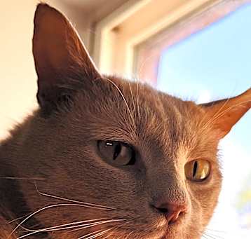 Photo of Cinnamon