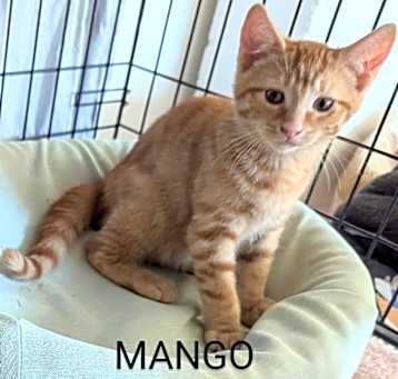 Photo of Mango