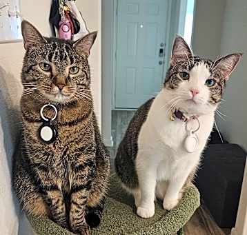 Photo of T'Challa & Chamomile
