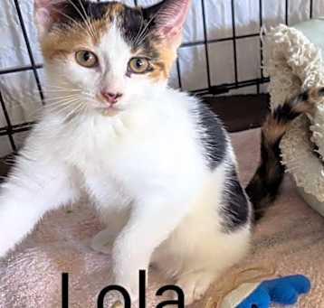 Photo of Lola