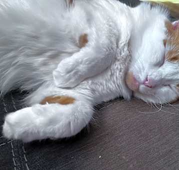 Photo of Phoebe