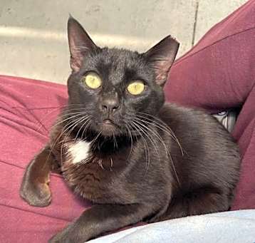 Photo of Vader